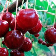 Саджанець Вишня Балатон (Уінфехертон Фюртош)